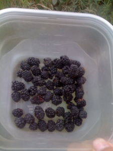 Collected Blackberries